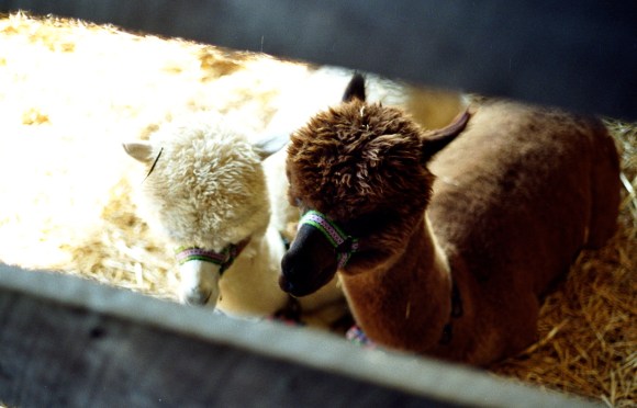 Amorous Alpacas