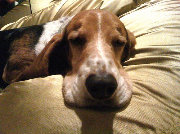 Henry thoroughly enjoys the golden beanbag.