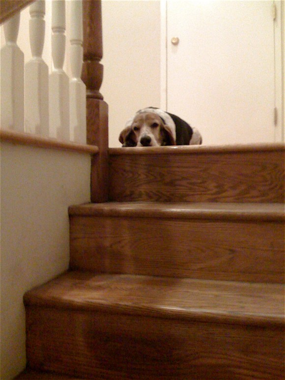 Hanging Out on the Stairs with Joey