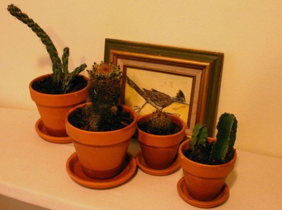 cacti3