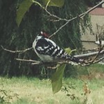 woodpecker